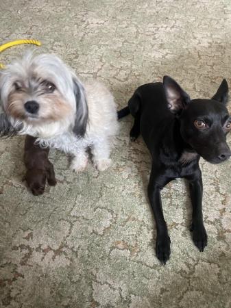Image 7 of 2 beautiful mini xoloitzcuintli mix puppies still available