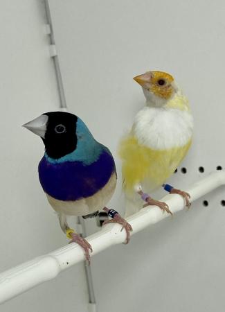 Image 4 of Beautiful pair of Gouldian finches for sale