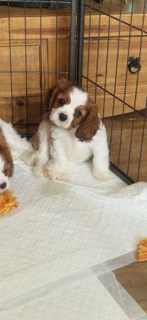 Image 4 of Cavalier king charles puppies (Health tested Perants)