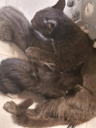 Image 2 of 10 weeks old 3 kittens 2 boys 1 girls
