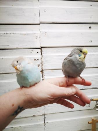 Image 18 of Baby hand tamed budgies for sale