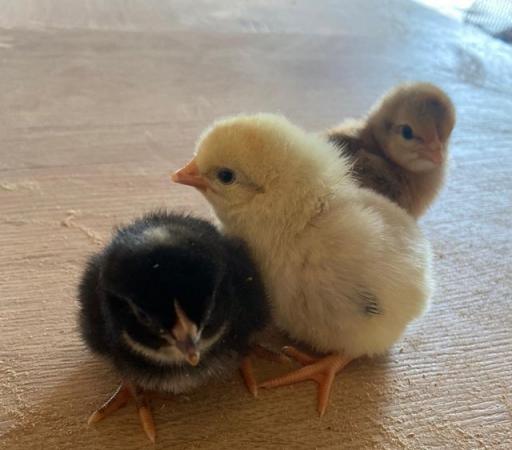 Image 4 of Light sussex chicks two weeks old £5 each or 5 for £20