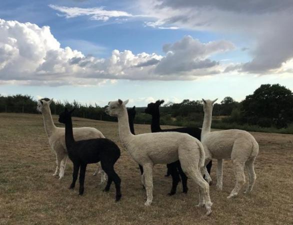 Image 2 of Alpaca walking CIRENCESTER IN THE COTSWOLDS