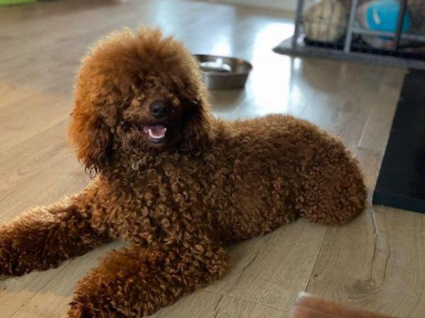 Image 3 of Red Miniature poodle stud boy fully dna tested