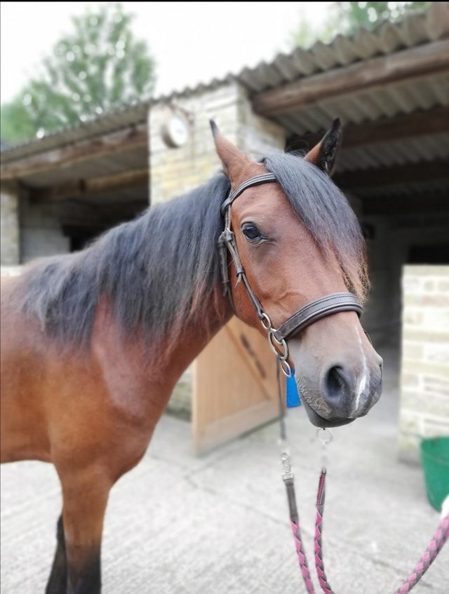 Preview of the first image of Welsh x Arab gelding for sale.