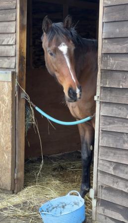 Image 10 of Kind 15.2hh Project Mare