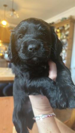 Image 18 of KC registered Working Cocker Spaniel Puppies
