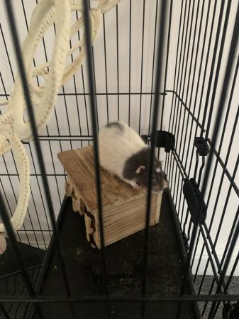 Image 4 of 2 x pet friendly rats for sale with large cage