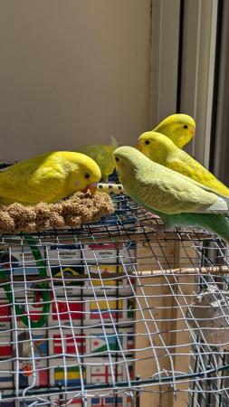 Image 20 of Young and healthy budgies!