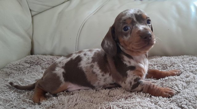 Image 4 of Miniature dachshunds puppies