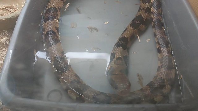 Image 5 of False Water cobra (sold to us as hypo)