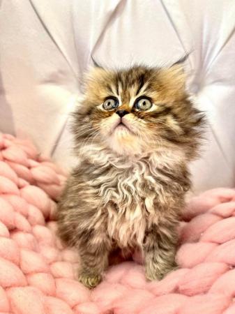 Image 11 of **Star ** 5 gen pedigree Persian kittens ***