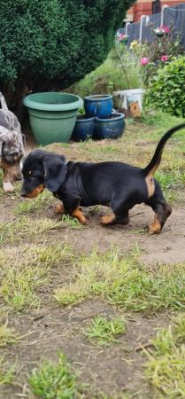 Image 8 of Beautiful smooth haired black and tan puppies