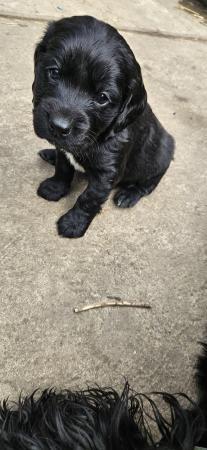 Image 11 of *READY FOR NEW HOMES NOW* cocker spaniel pups