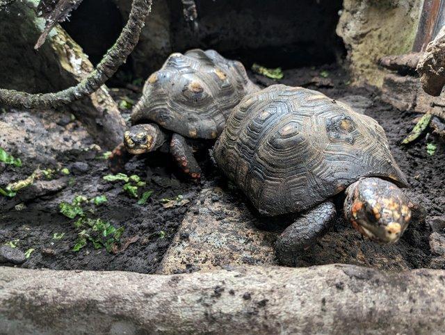 Preview of the first image of CB Adult Pair Red Footed Tortoises (Chelonoidis carbonaria).