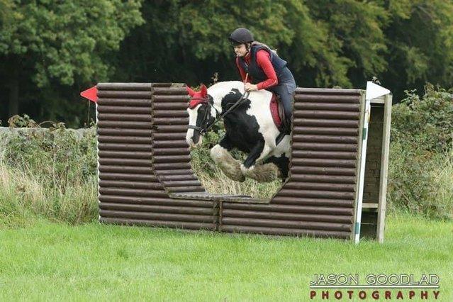 Image 3 of Fun 14.1hh loveable cob for loan