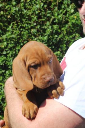 Image 6 of *READY TO LEAVE* KC Registered Hungarian Vizsla Puppies