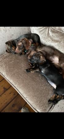 Image 21 of Stunning wire dachshund girls for sale ready to leave