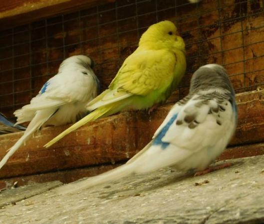 Image 12 of Budgies For Sale. Ideal Pets (Friendly) + Suit for Aviaries