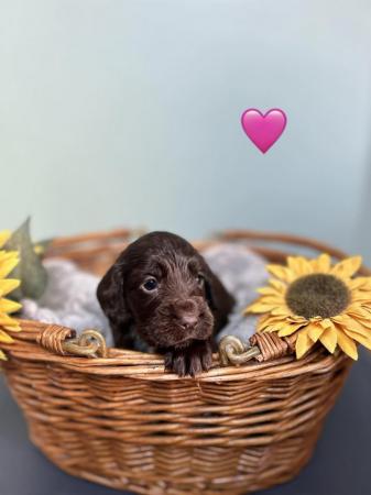 Image 4 of Kc Registered Cocker spaniel puppies