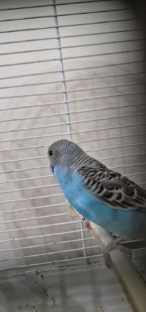 Image 10 of Handreared budgie budgie for sale
