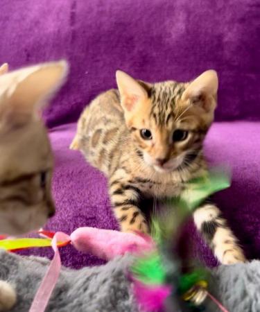 Image 13 of Stunning 5 Generations Pedigree Bengal Kittens in London