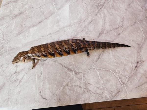 Image 5 of 5 year old Northern Blue tongue skink