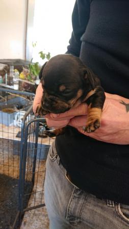 Image 2 of French weiner puppies for sale