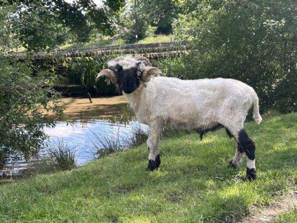 Image 2 of Valais blacknose Ram for sale
