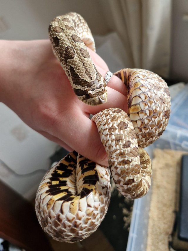 Preview of the first image of 3 years old female western hognose.