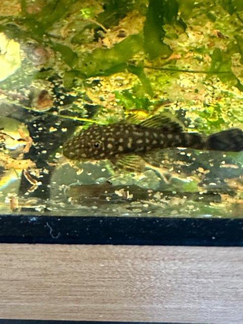 Preview of the first image of Baby Bristlenose common Plecos for Sale 1. 50 each.