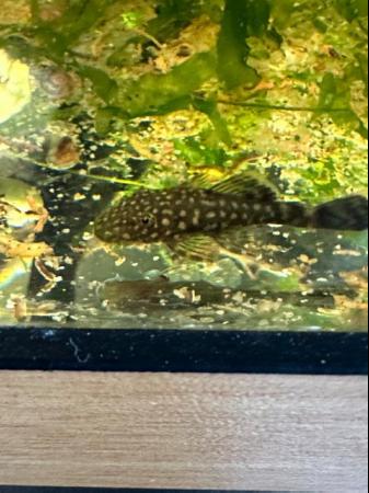 Image 1 of Baby Bristlenose common Plecos for Sale 1. 50 each