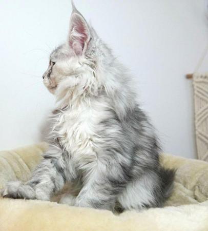 Image 2 of Stunning Silver Shaded Maine Coon Reservation