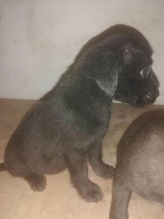 Image 13 of Patterdale terrier pups ready now little livewires