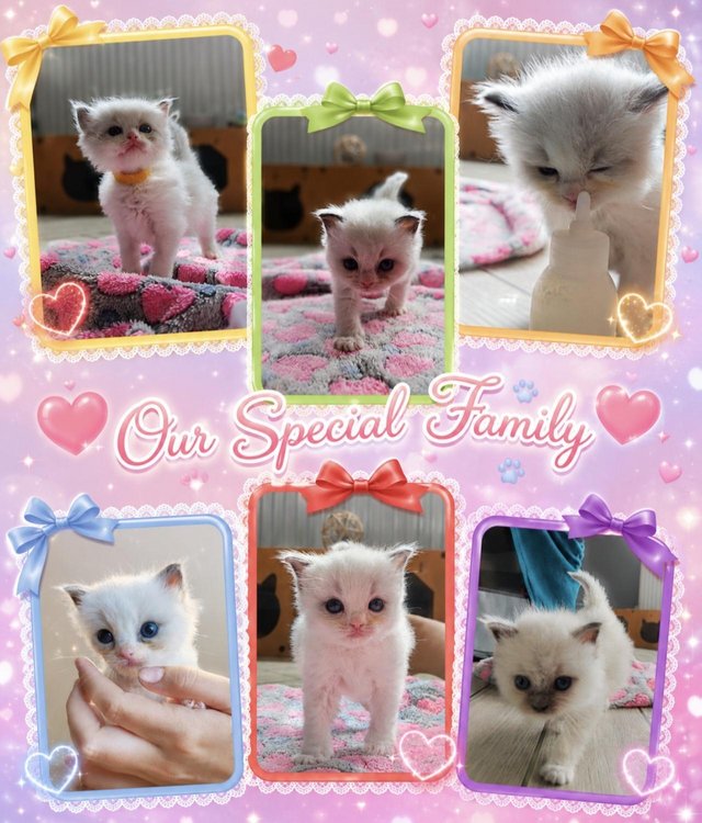 6 Pure breed Ragdoll Kittens