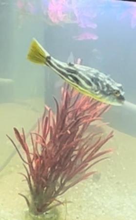 Image 4 of Nile Puffer Fish (Fahaka)