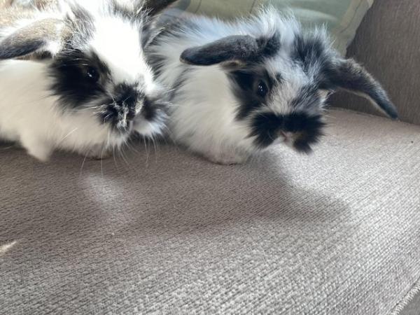 Image 10 of Beautiful French lop cross babies