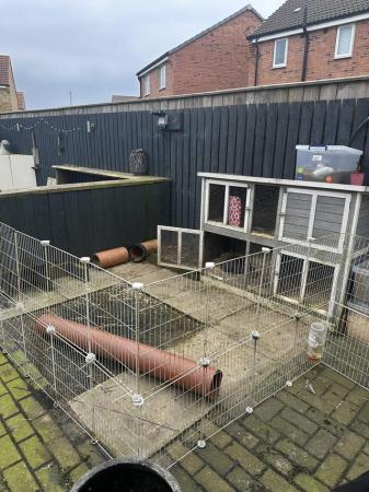 Image 1 of 3 male rabbits and hutch