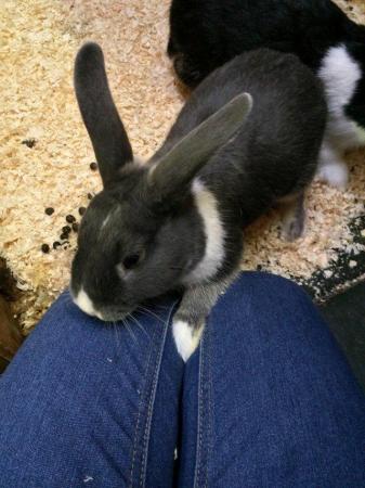 Image 5 of Rabbits for sale ideal family pets