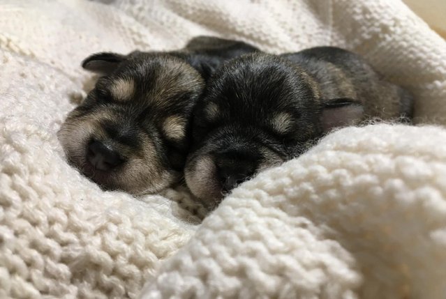 Image 4 of KC Pups DNA Health tested Miniature Schnauzers