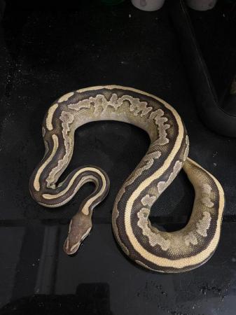 Image 6 of Various royal pythons for sale