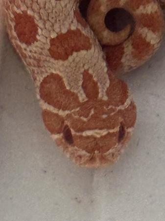 Image 2 of Hatchling CB24 Red Albino hognose