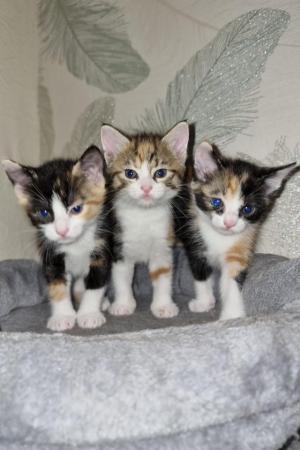 Image 2 of BEAUTIFUL KITTENS FOR SALE