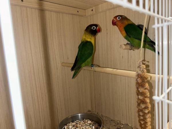 Image 2 of Breeding pair of lovebirds