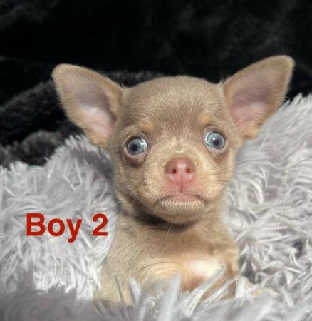 Image 1 of Chihuahua KC lilac boy available