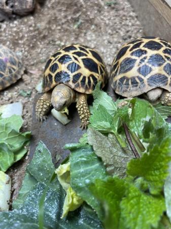 Image 4 of Burmese Star Tortoise At Urban Exotics