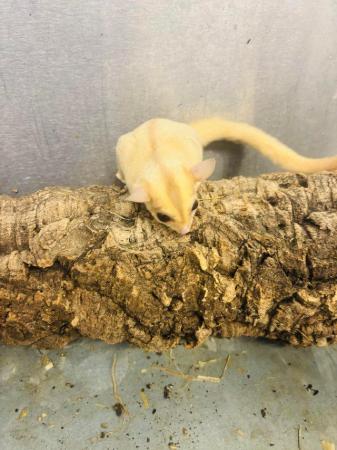 Image 2 of Creamino sugar gliders available