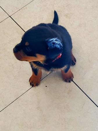 Image 2 of Last Gorgeous Rottweiler Girl Pup KC Reg Ready Now