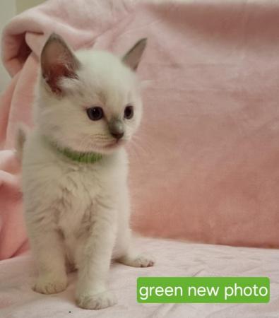 Image 2 of 1 Beautiful Pure Ragdoll left! REDUCED!