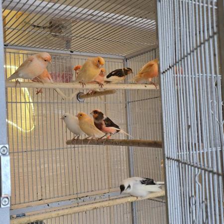 Image 1 of Beautiful healthy canaries and zebra finches for sale
